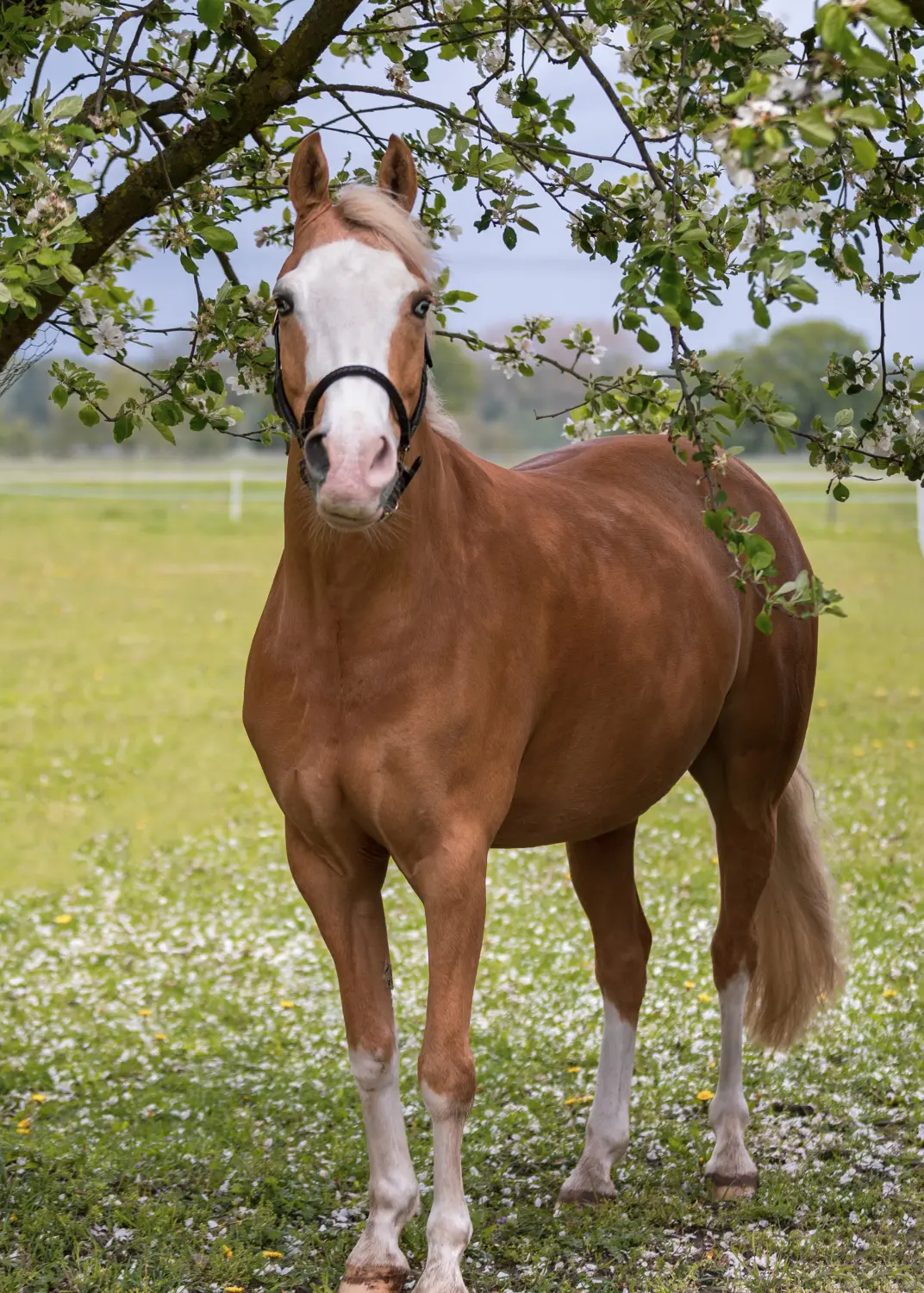 Reittherapie Essel - Clounye 