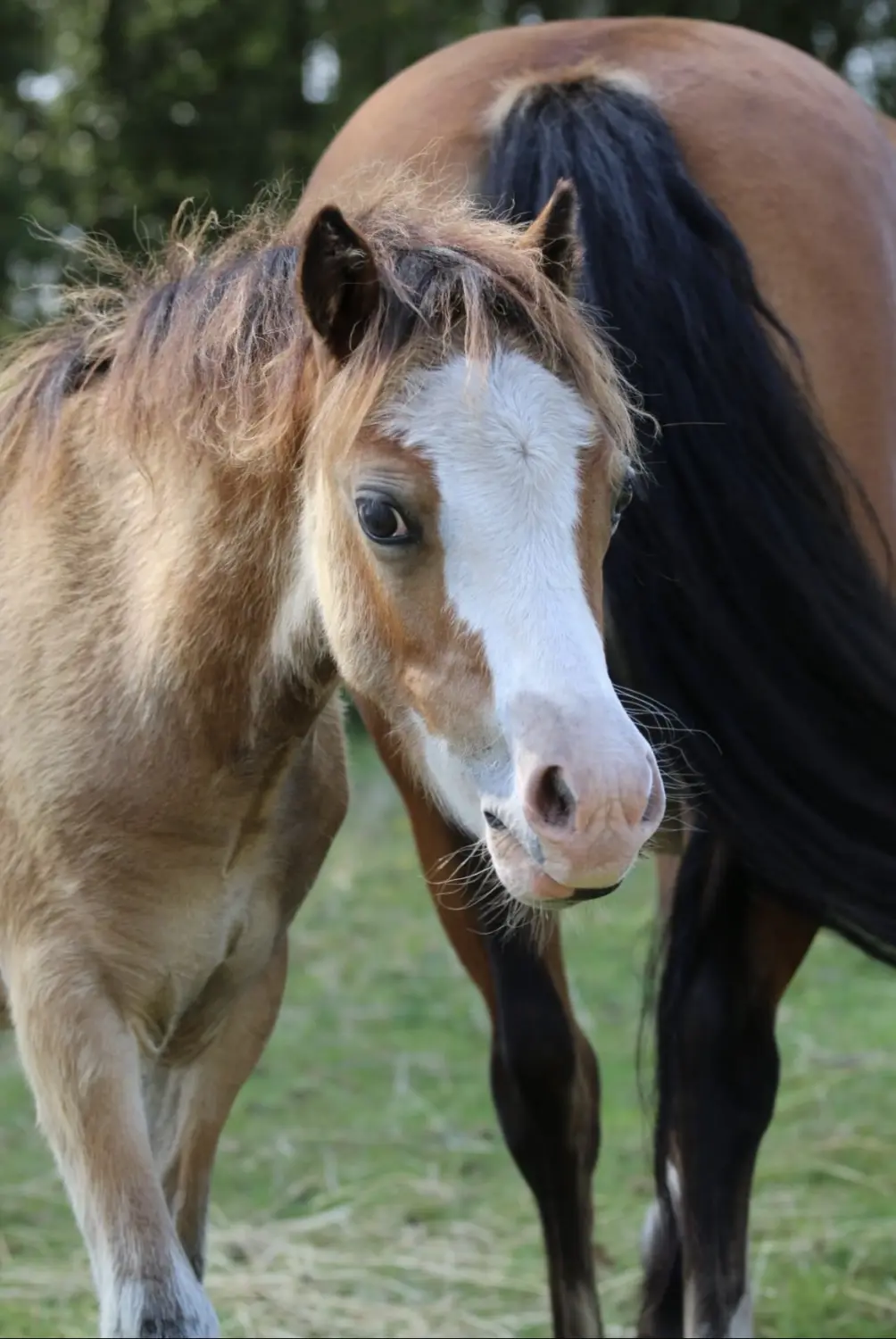 Reittherapie Essel - Rose 