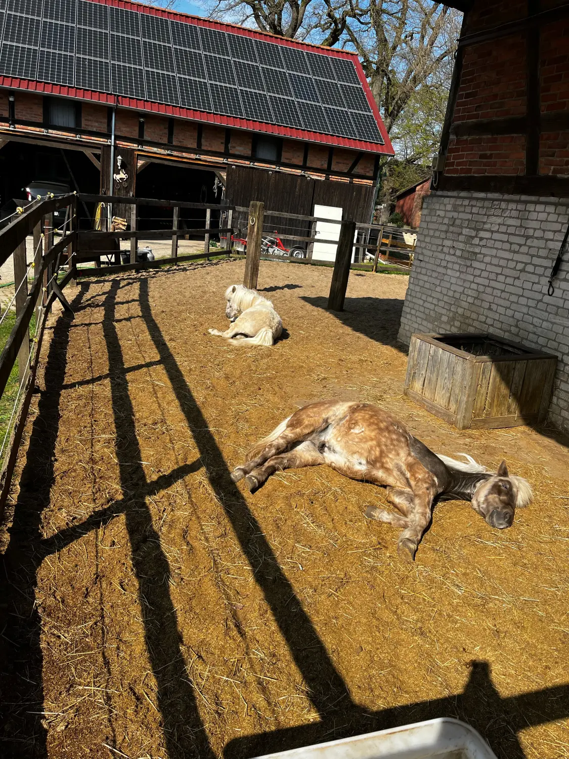 Reittherapie Lena Bausch in Essel