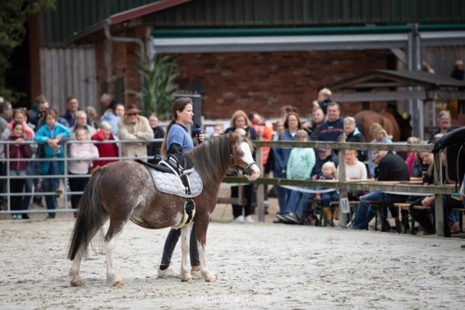 Pferd Reittherapie Lena Bausch in Essel