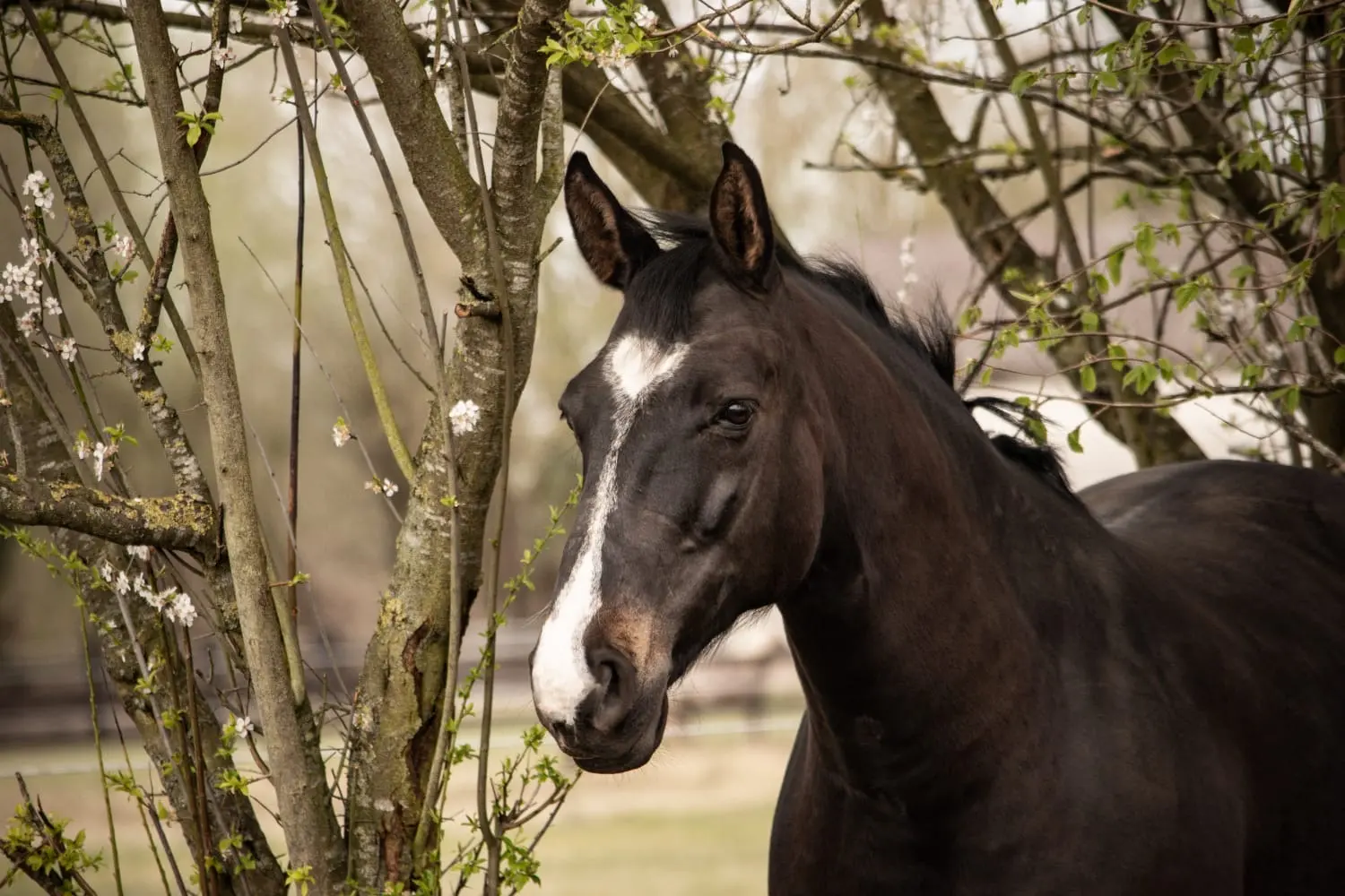 Reittherapie Essel - Clounye