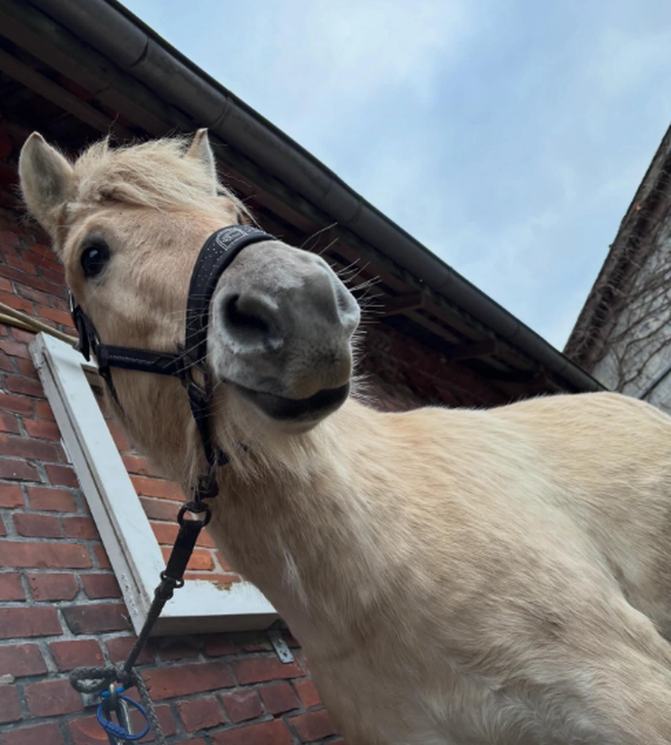 Reittherapie Essel - Clounye